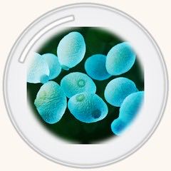 ยีสต์เบต้ากลูแคน 85% (IMMUNA®)